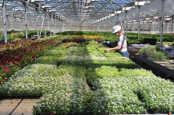 До конца июня в Череповце высадят 350 тысяч цветов