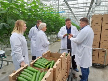 Первый урожай огурцов начали собирать в тепличном комплексе «Новый»