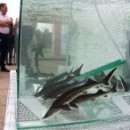 Вологодский сом: череповецкое предприятие открыло сомовую ферму производительностью 120 тонн рыбы в год